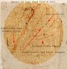 leonardos-left-hand-at-1510-3a_2.jpg